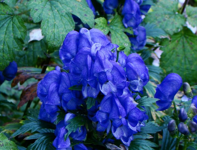 Blue Aconite Flowers