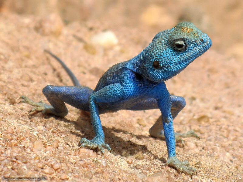 Blue Agama Lizard — Alert, Afternoon, Photograph, Sand