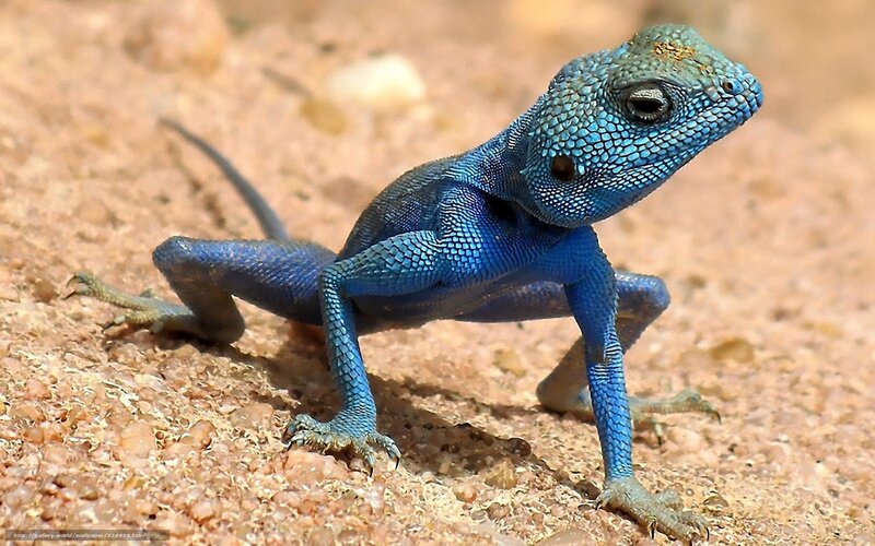 Blue Agama Lizard — Alert, Afternoon, Photograph