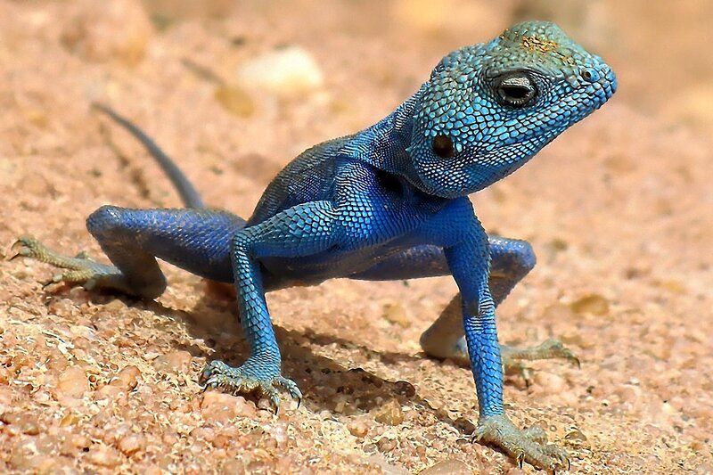 Blue Agama Lizard