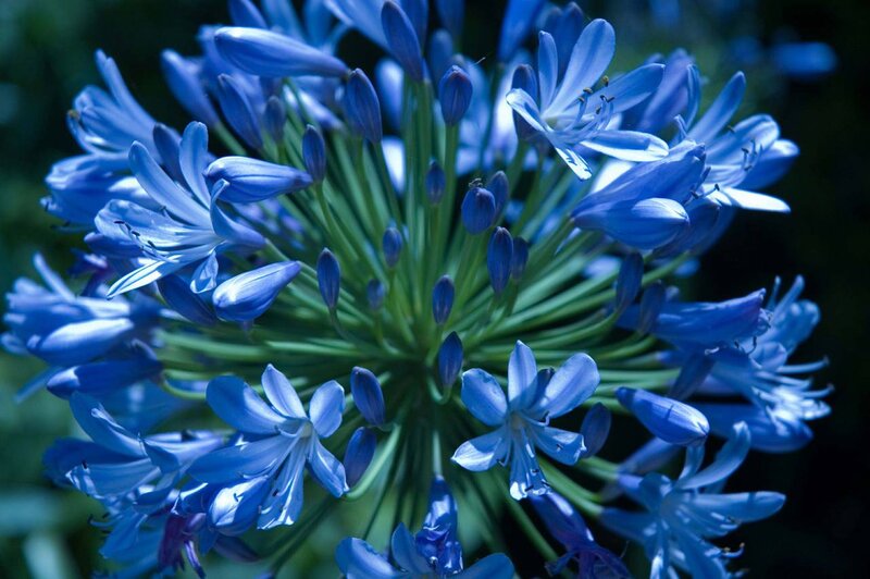 Blue Agapanthus Flower — Calm