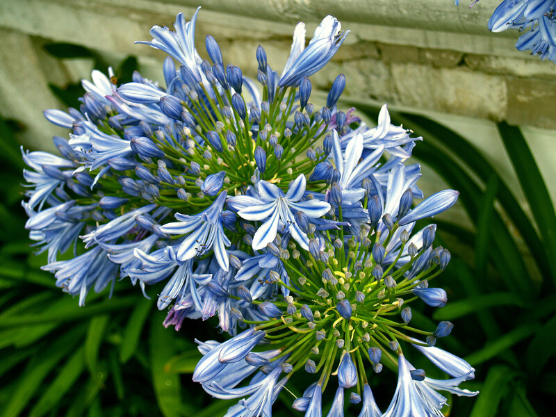 blue agapanthus flower cluster