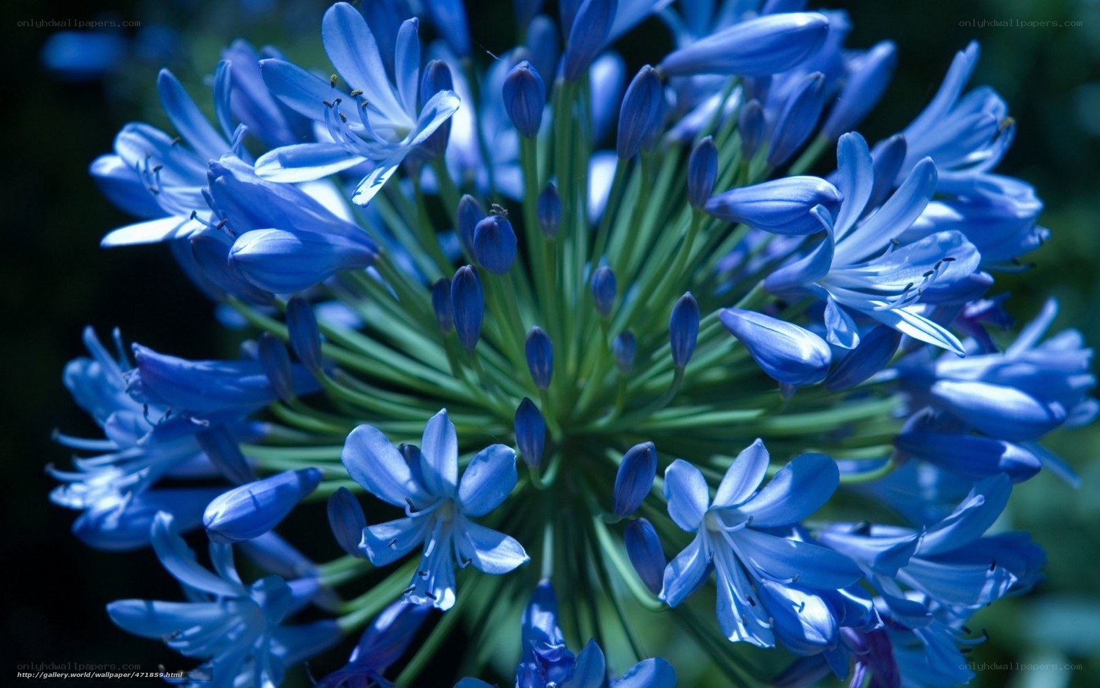 Blue Agapanthus Flower Cluster