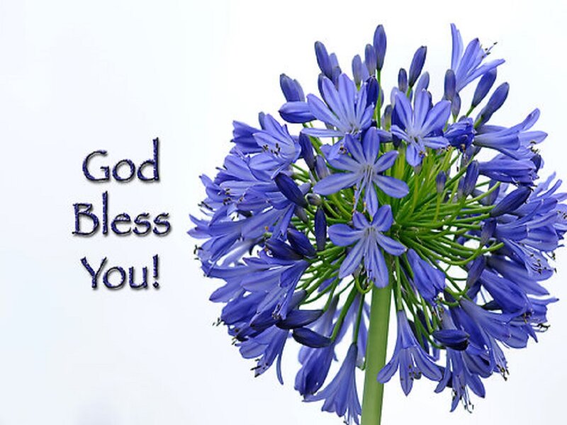 Blue Agapanthus Flower — Serene