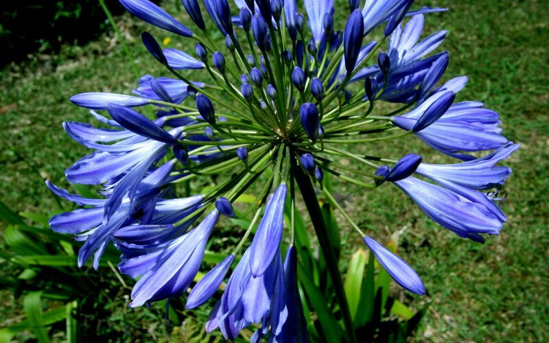 blue agapanthus flower