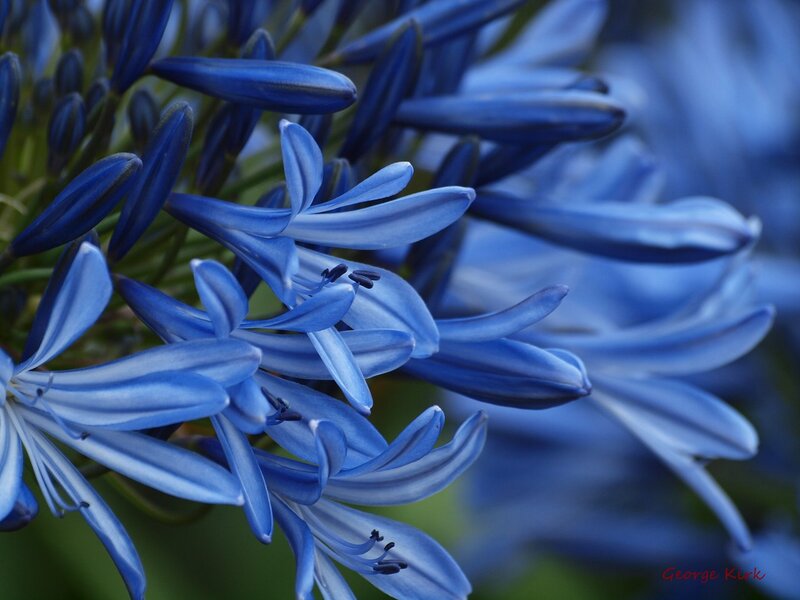 Blue Agapanthus Flowers — Calm, Photograph