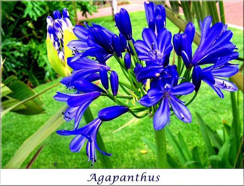 Blue Agapanthus Flowers — Calm
