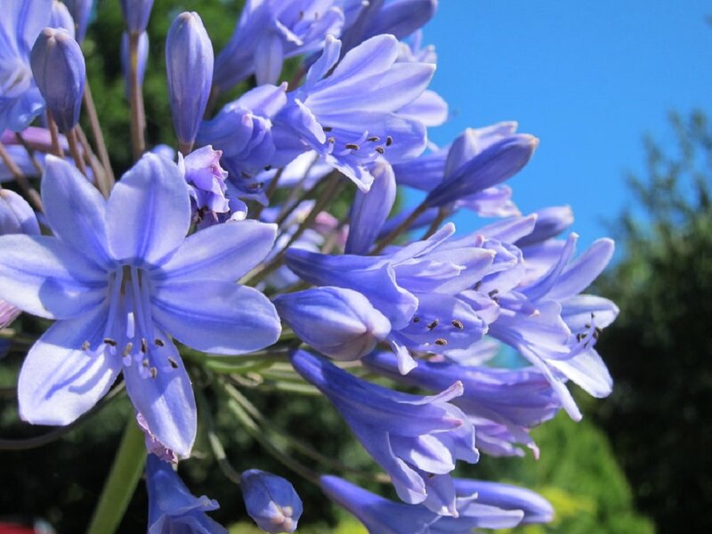 Blue Agapanthus Flowers — Serene, Afternoon