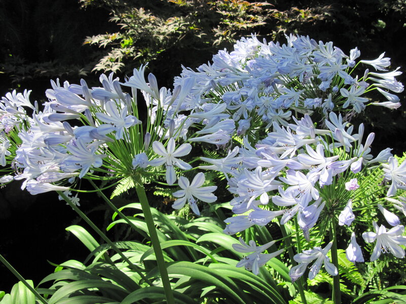 Blue Agapanthus Flowers — Serene