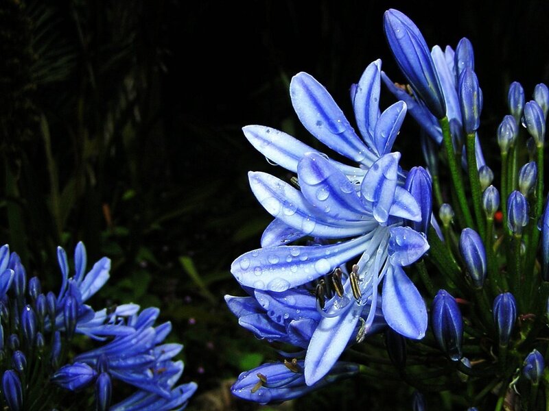 Blue Agapanthus Flowers