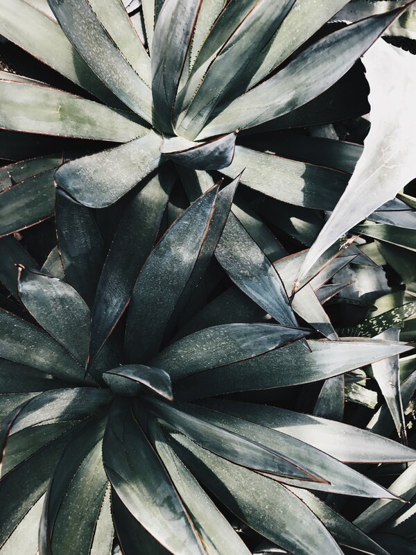 Blue Agave Plant — Green