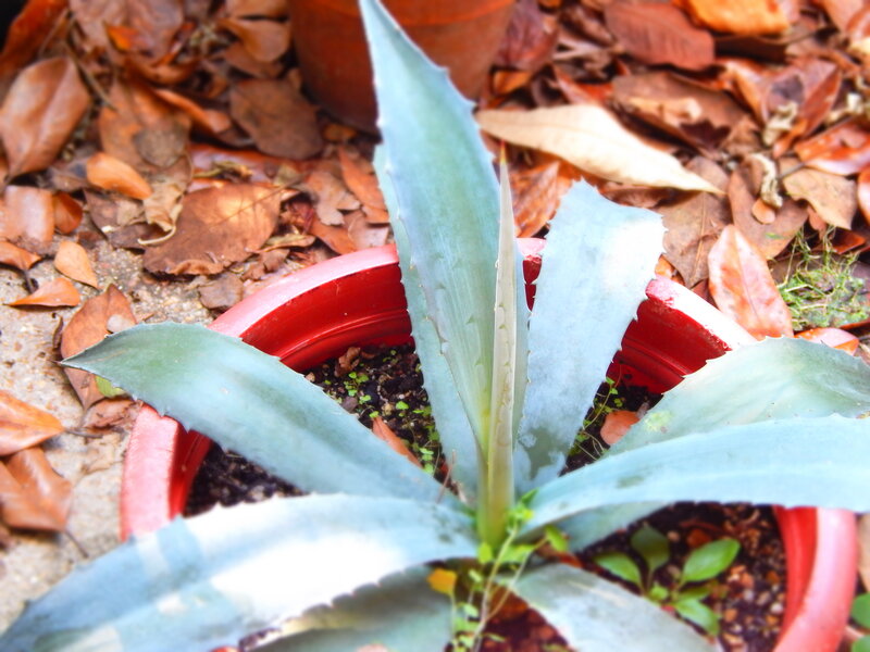 Blue Agave Plant in Pot