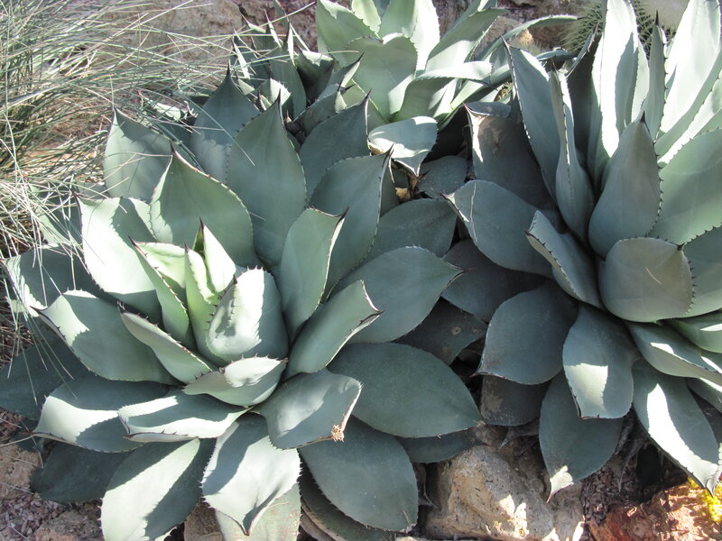 Blue Agave Plants
