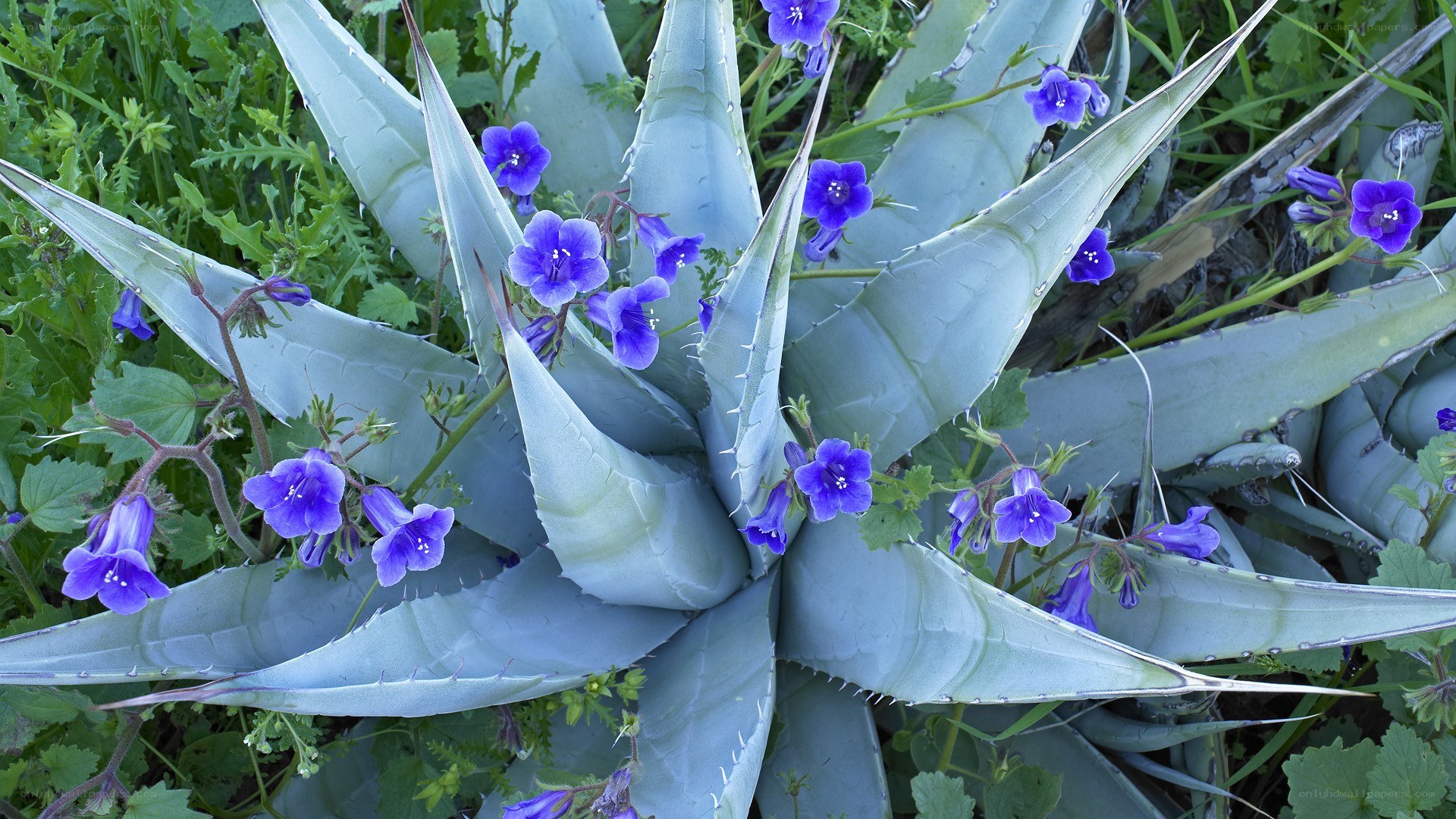 blue agave with purple flowers