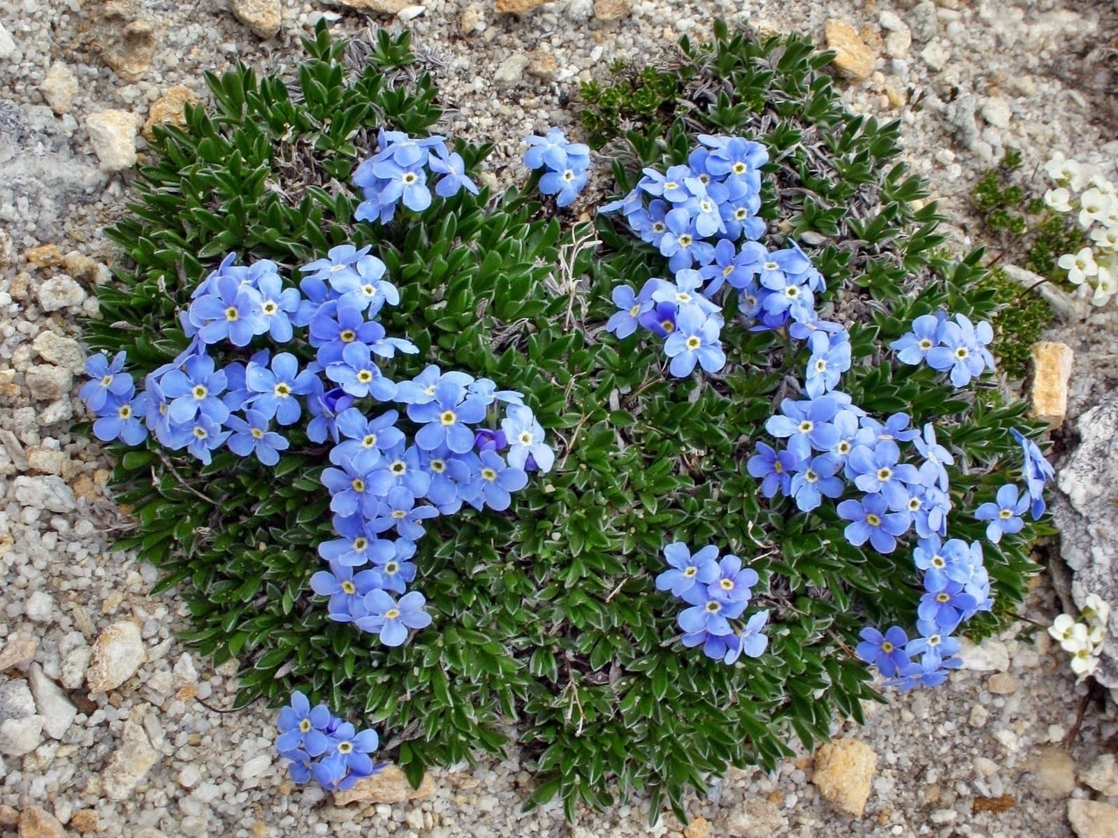 Blue alpine flowers in rocky soil