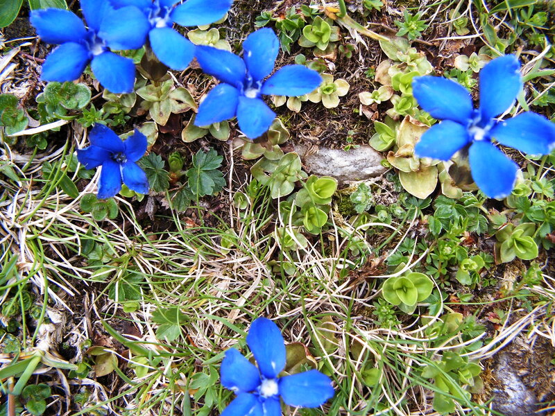 Blue Alpine Flowers — Natural