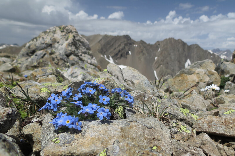 Blue Alpine Flowers — Serene, Afternoon