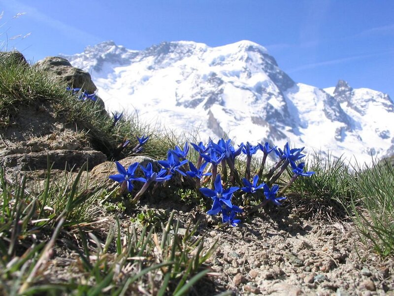 Blue Alpine Flowers — Serene, Spring