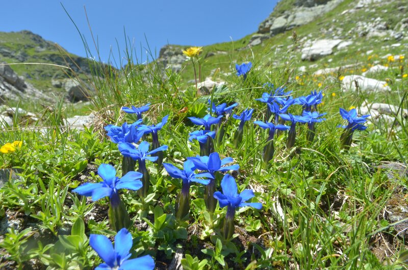 Blue Alpine Flowers — Serene, Summer
