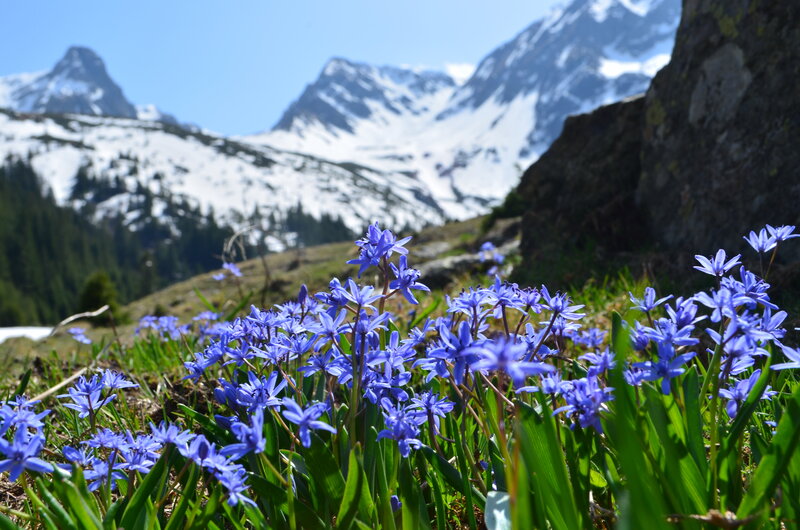 Blue Alpine Flowers — Serene