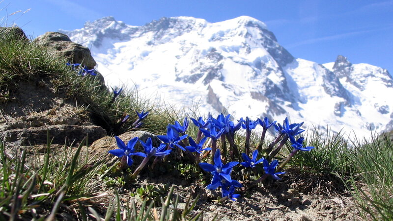 Blue Alpine Flowers
