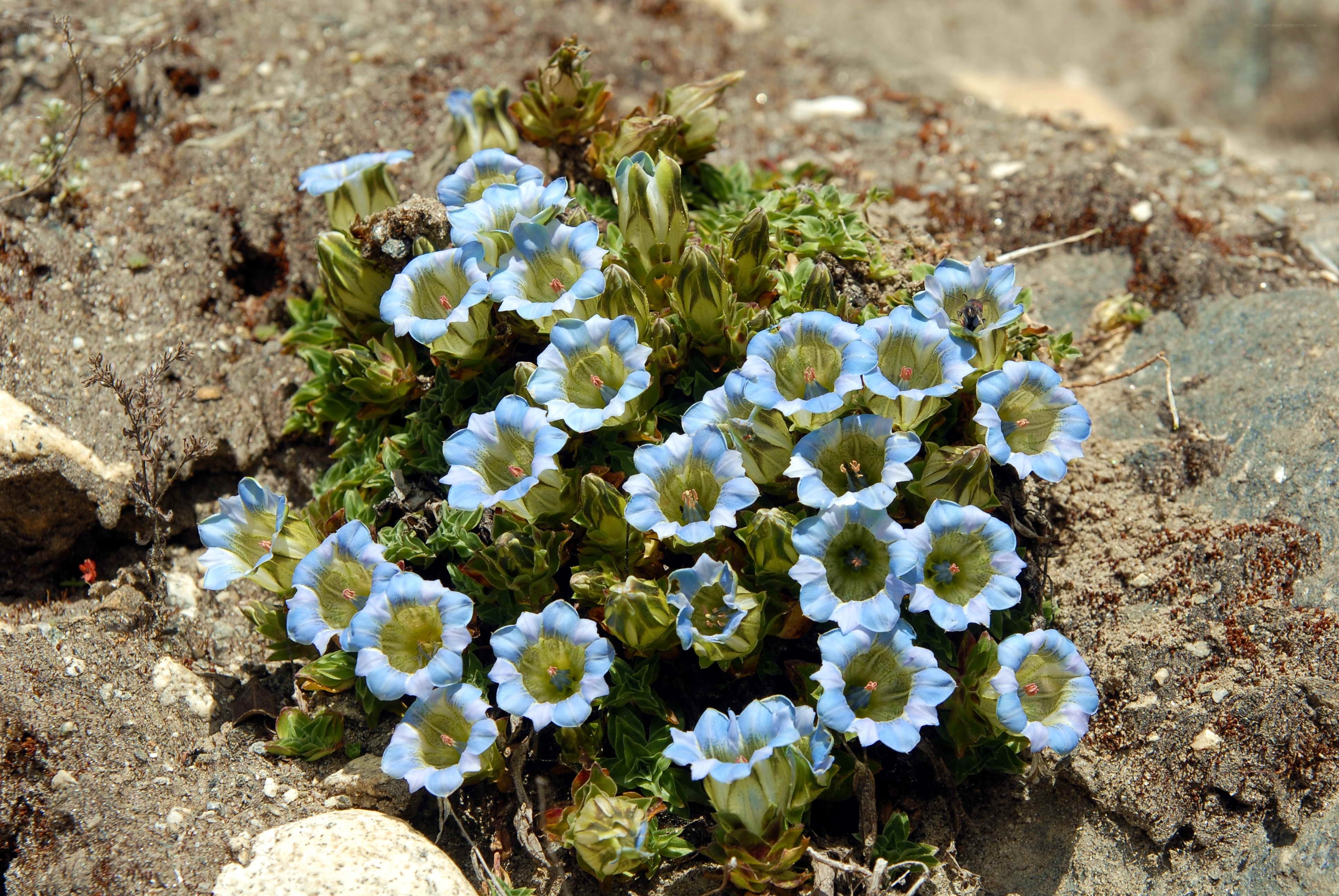 blue alpine gentian flowers