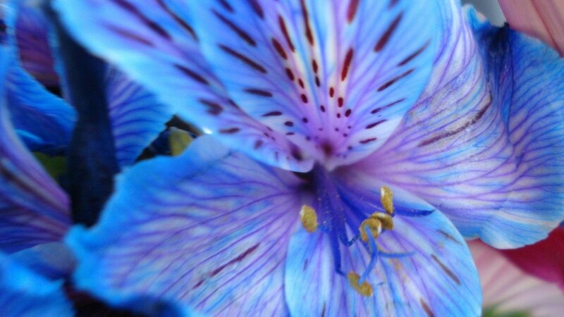 Blue Alstroemeria Flower — Calm, Photograph
