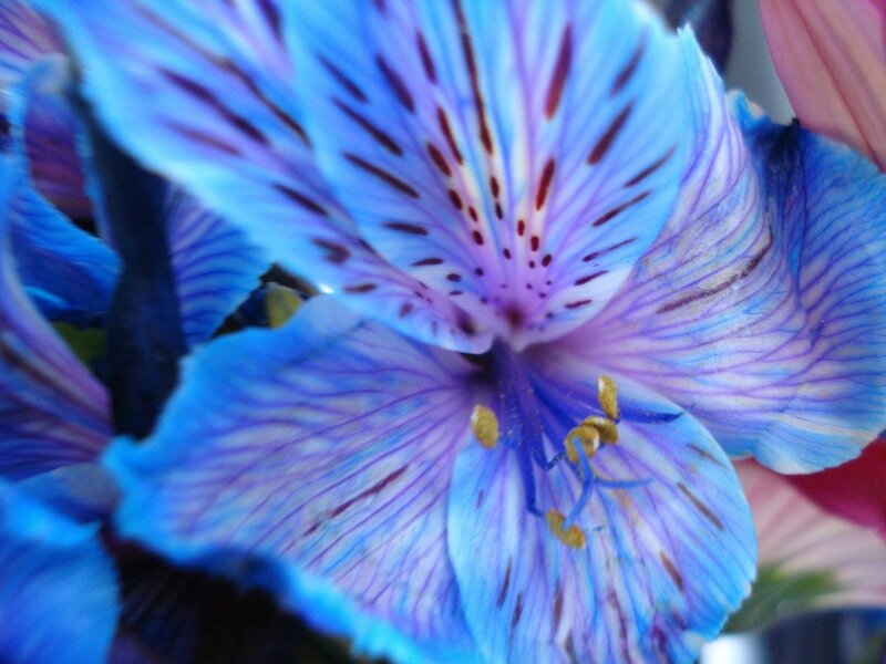 Blue Alstroemeria Flower — Calm