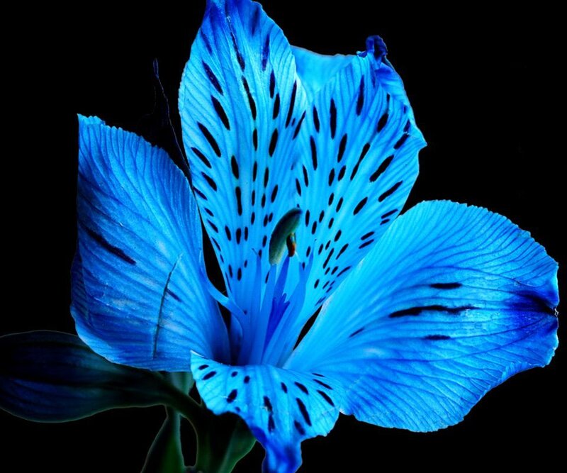 Blue Alstroemeria Flower