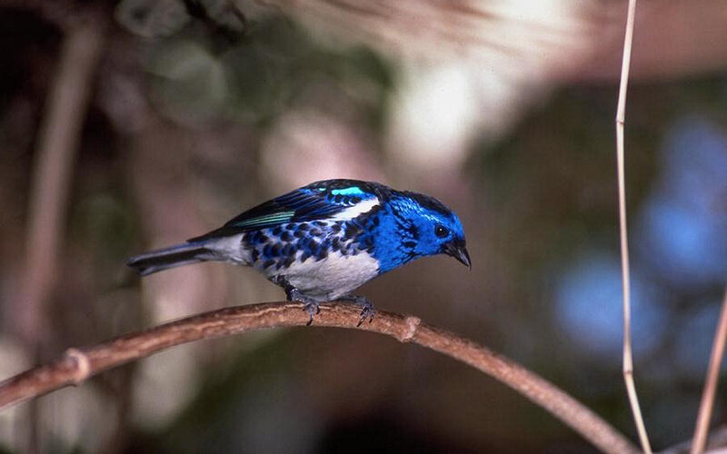 Blue and Black Bird — Calm