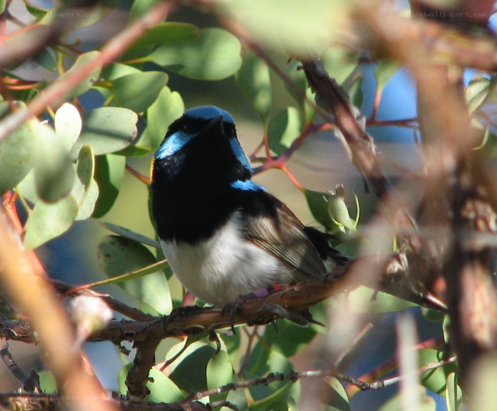 blue and black bird on a branch