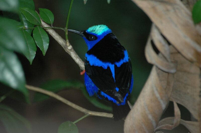 Blue and Black Bird