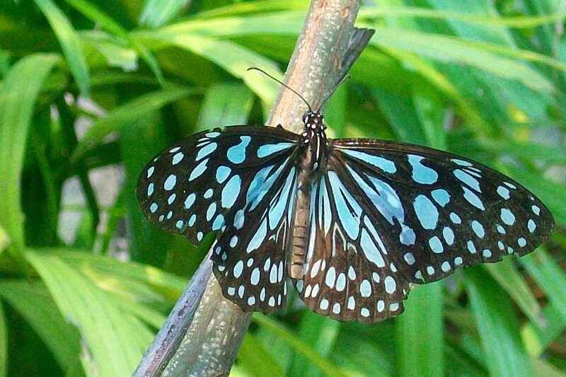 Blue and Black Butterfly — Calm, Afternoon, Photograph, Branch