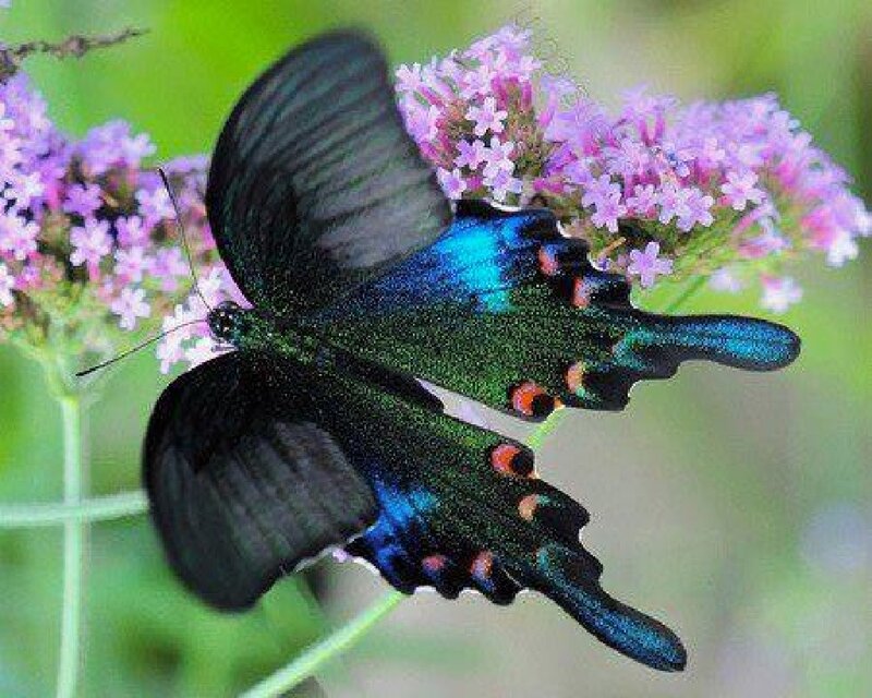 Blue and Black Butterfly — Calm, Afternoon, Photograph, Flowers