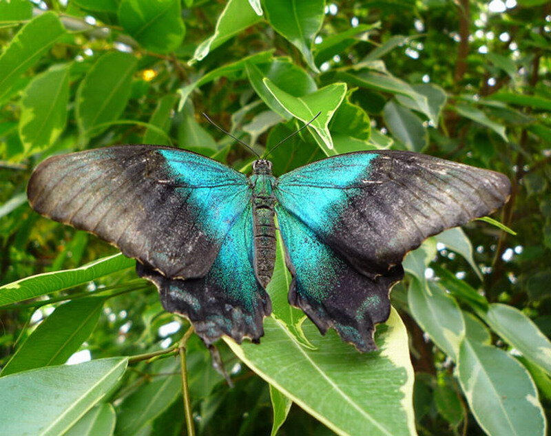 Blue and Black Butterfly — Calm, Afternoon, Photograph, Green Leaves