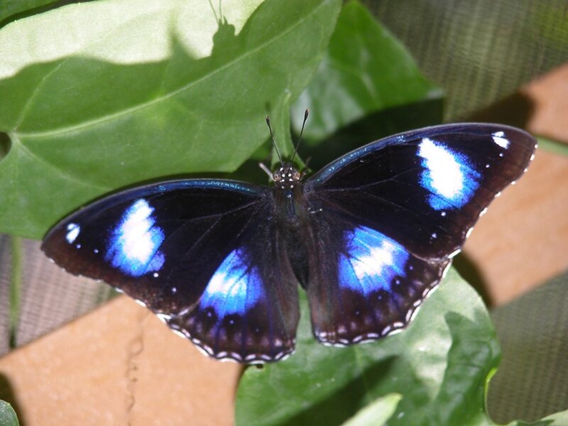Blue and Black Butterfly — Calm, Afternoon