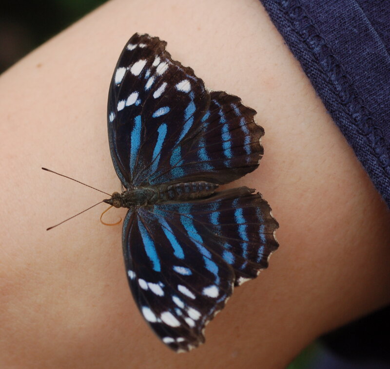 Blue and Black Butterfly — Calm, Photograph, Arm