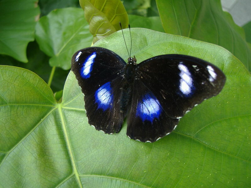 Blue and Black Butterfly — Calm, Photograph, Leaf