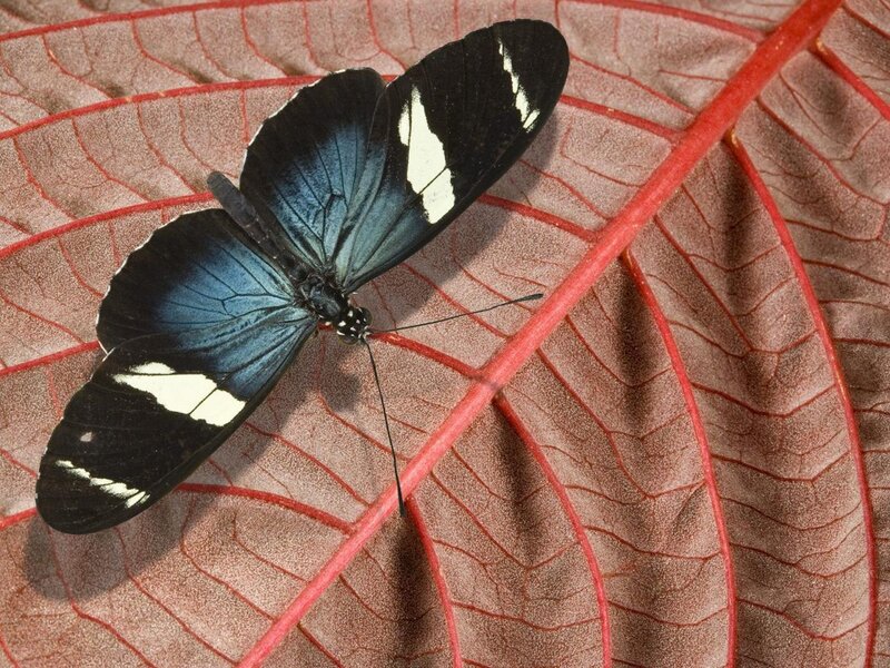 Blue and Black Butterfly — Calm, Photograph, Leaf, Wing