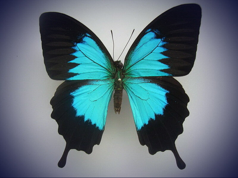 Blue and Black Butterfly — Calm, Photograph