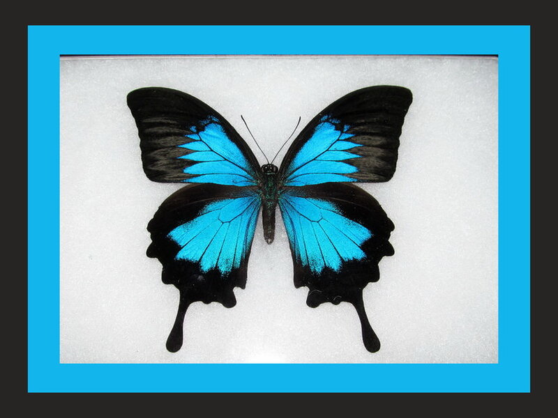 Blue and Black Butterfly — Calm, Photograph, White Background