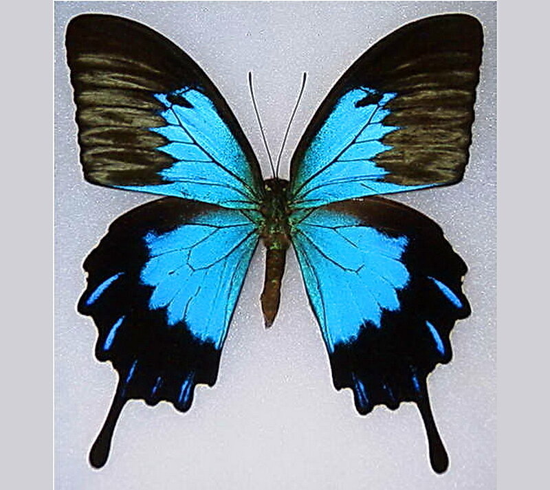 Blue and Black Butterfly — Calm, Photograph, Wings