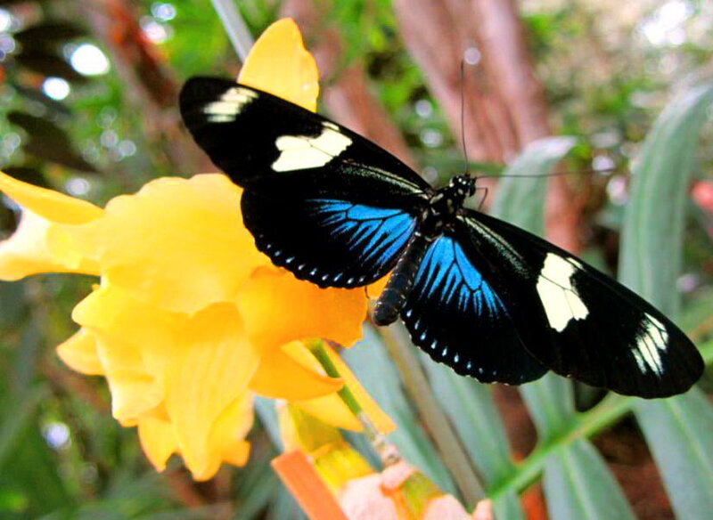 Blue and Black Butterfly — Calm, Photograph, Yellow Flower