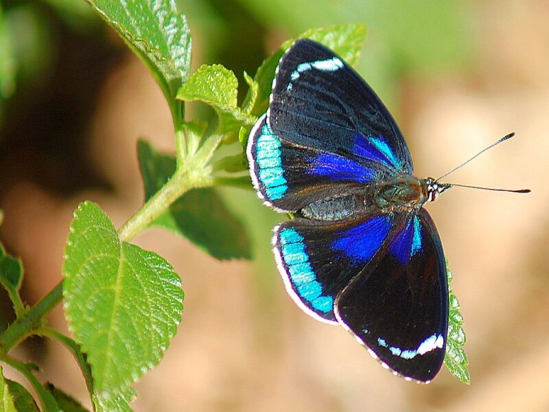 Blue and Black Butterfly — Calm