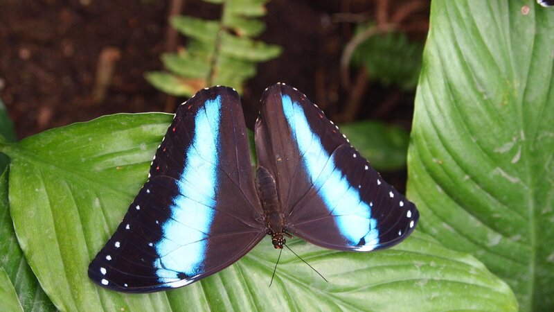 Blue and Black Butterfly — Green, Calm