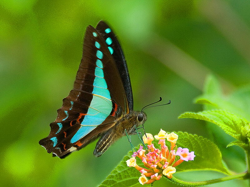 Blue and Black Butterfly — Green, Serene, Afternoon