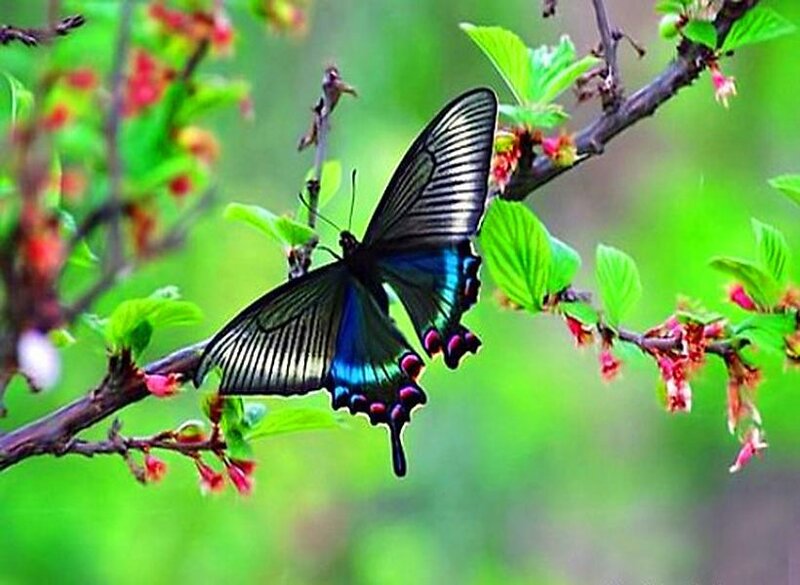 Blue and Black Butterfly — Green, Serene