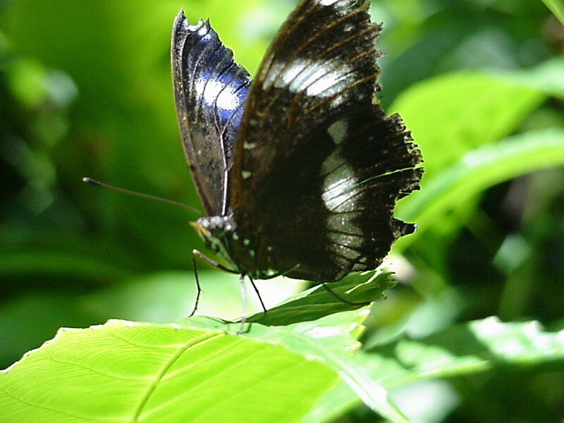 Blue and Black Butterfly — Green