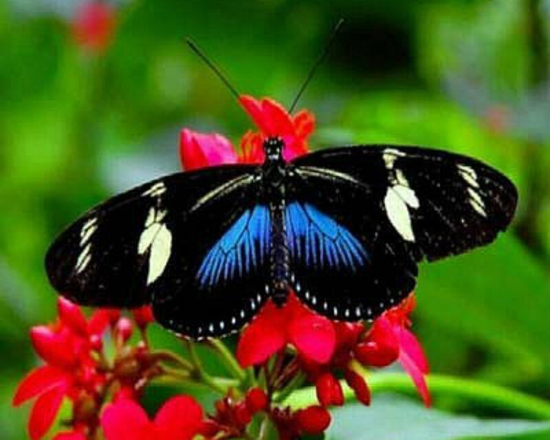 Blue and Black Butterfly — Natural, Afternoon, Photograph, Flower