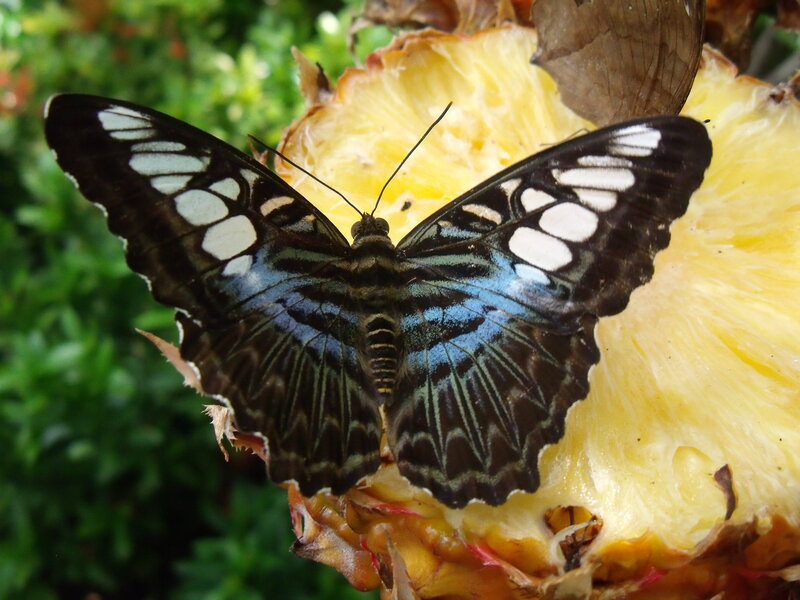 Blue and Black Butterfly — Natural, Afternoon, Photograph, Pineapple
